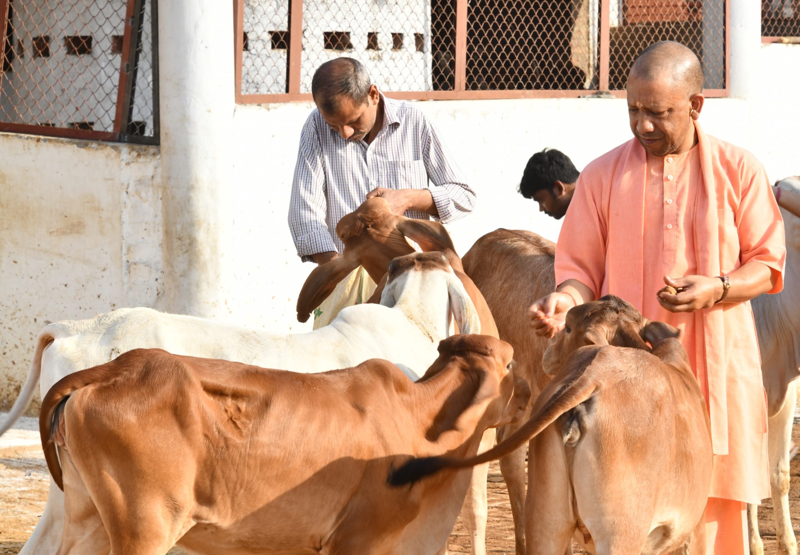 Photo of चुनाव प्रचार की व्यस्तता के बीच सीएम योगी ने की गोसेवा