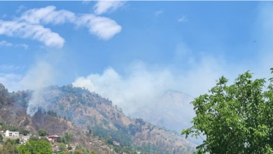 Photo of उत्तराखंड: हर दिन डेढ़ हेक्टेयर वन भूमि हो रही कम